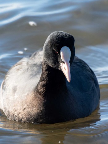 2024年1月2日(火) 長崎県の野鳥観察記録