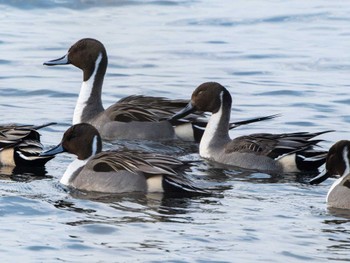 Northern Pintail 長崎県 Sat, 12/30/2023