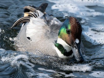 Sat, 12/30/2023 Birding report at 長崎県