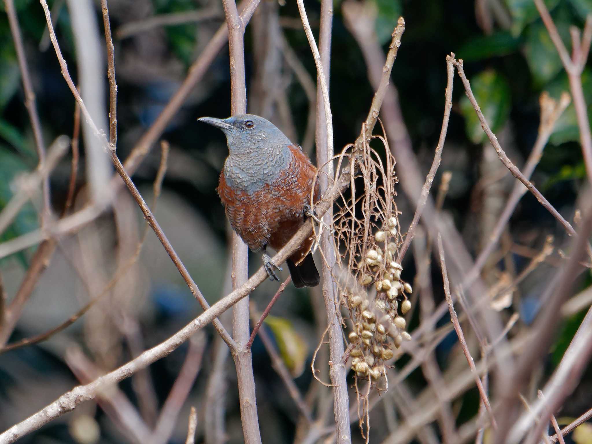 Photo of Blue Rock Thrush at 横浜市立金沢自然公園 by しおまつ