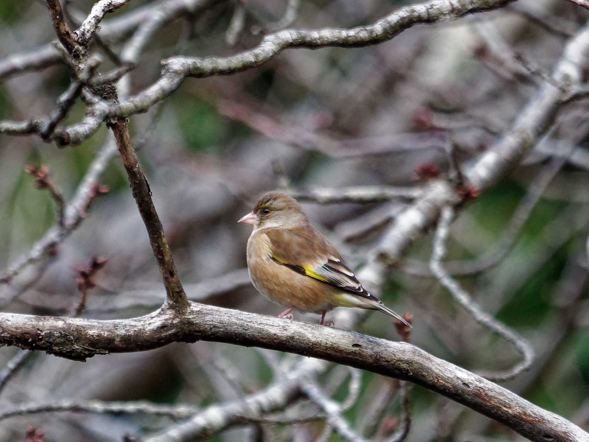 Grey-capped Greenfinch