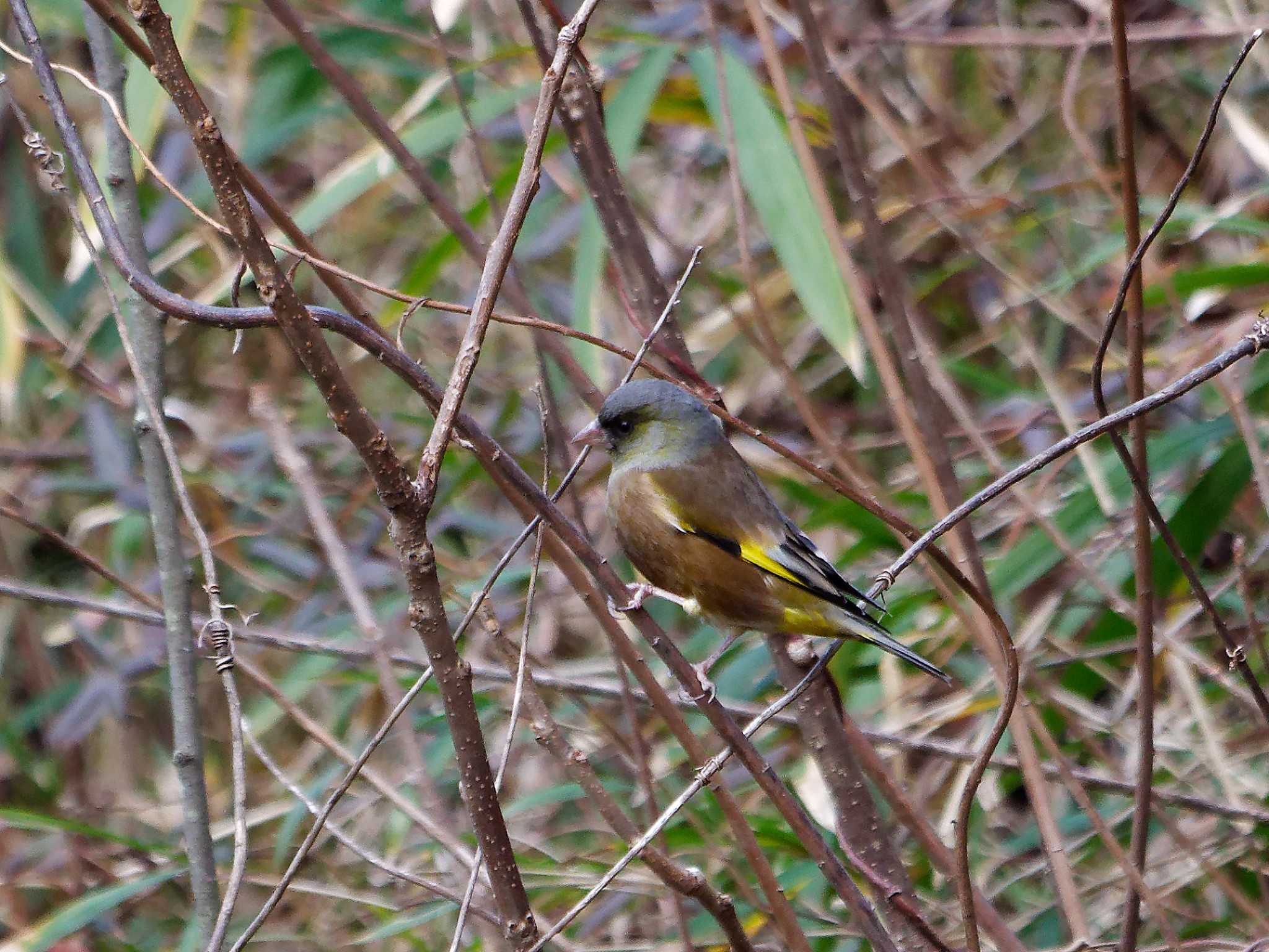 Grey-capped Greenfinch