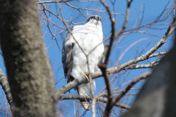 Eurasian Goshawk Unknown Spots Sat, 12/30/2023