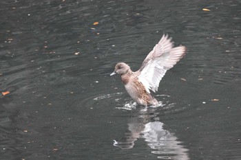 Falcated Duck 西油山 Sat, 12/30/2023