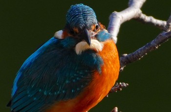 2024年1月2日(火) 茶臼山の野鳥観察記録