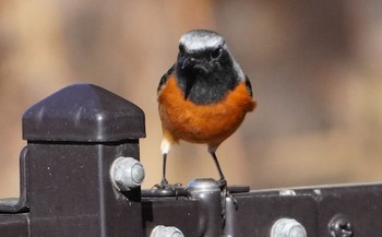 2024年1月2日(火) 万代池の野鳥観察記録