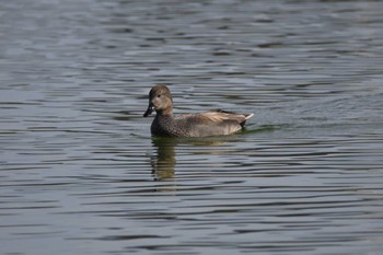 Gadwall 大濠公園 Sat, 12/9/2023