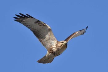 Eastern Buzzard 今津干潟 Tue, 1/2/2024