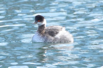 Black-necked Grebe 百道浜 Tue, 1/2/2024