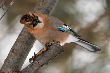 Eurasian Jay(brandtii) 前田森林公園(札幌市) Tue, 1/2/2024