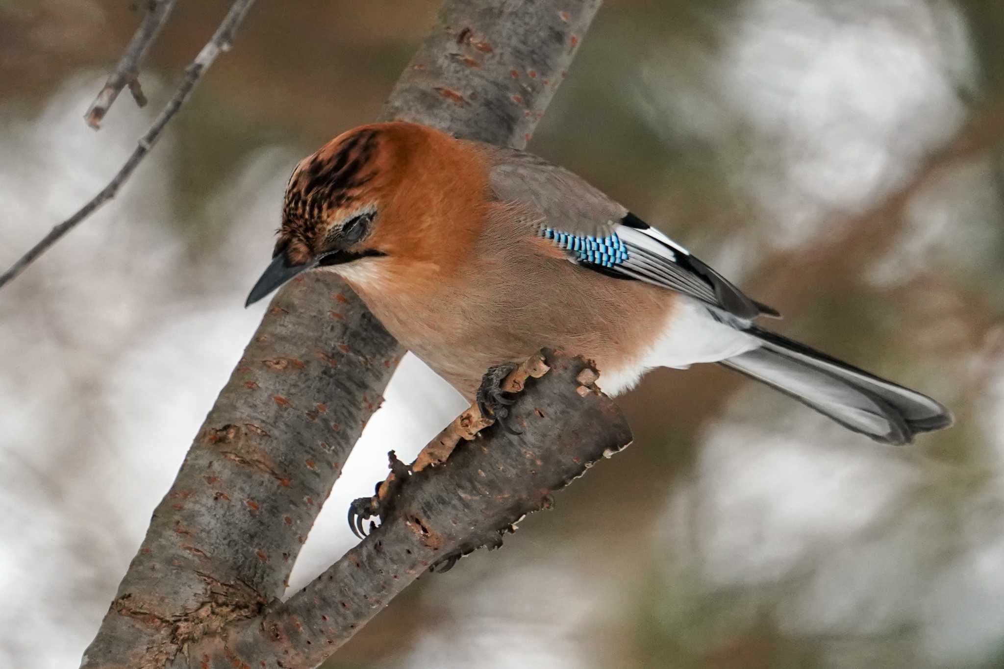 Photo of Eurasian Jay(brandtii) at 前田森林公園(札幌市) by 98_Ark (98ｱｰｸ)