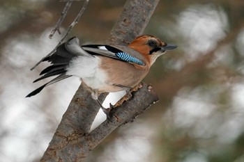 Eurasian Jay(brandtii) 前田森林公園(札幌市) Tue, 1/2/2024