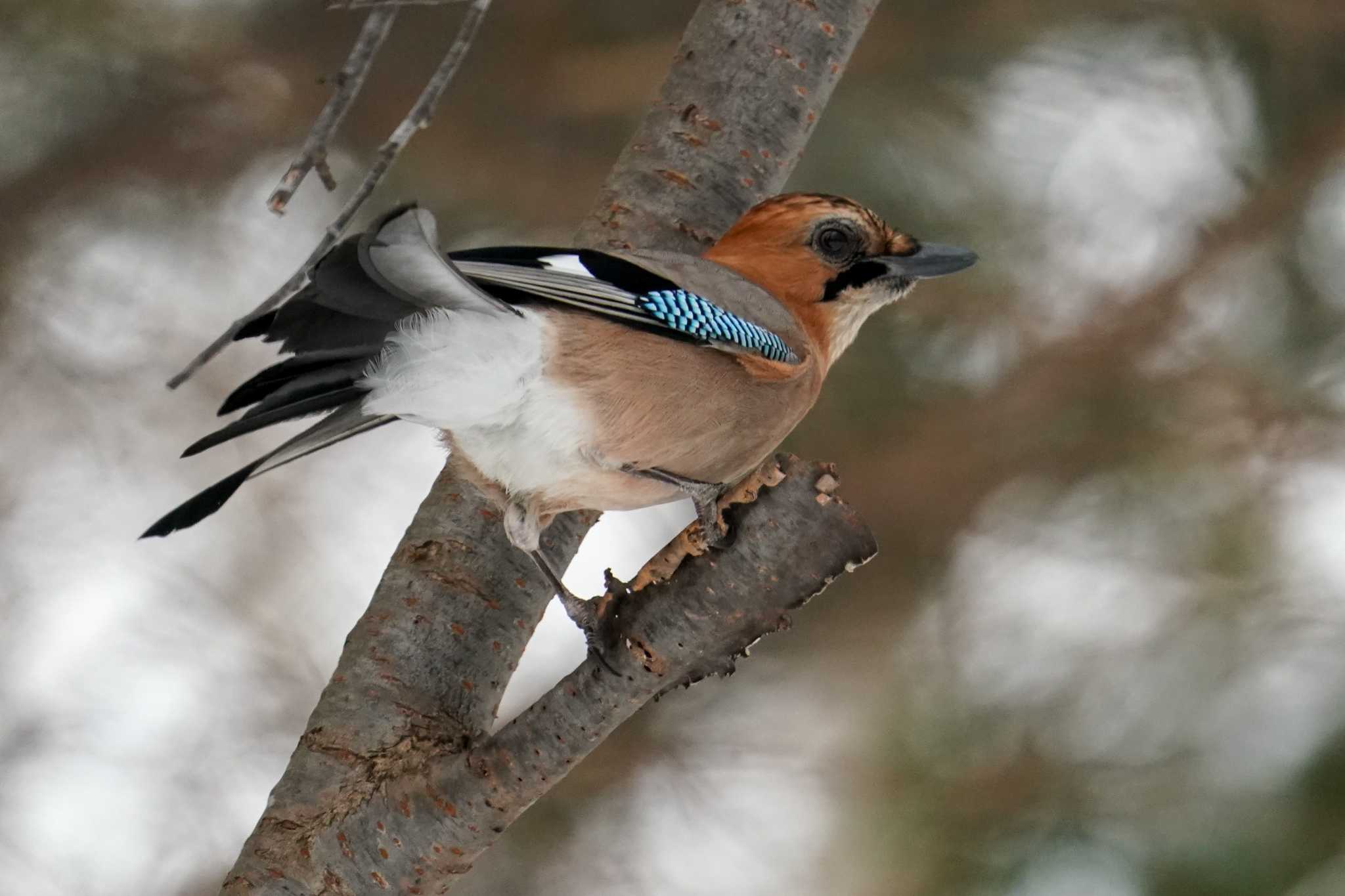 Photo of Eurasian Jay(brandtii) at 前田森林公園(札幌市) by 98_Ark (98ｱｰｸ)