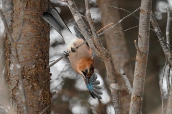 Eurasian Jay(brandtii) 前田森林公園(札幌市) Tue, 1/2/2024