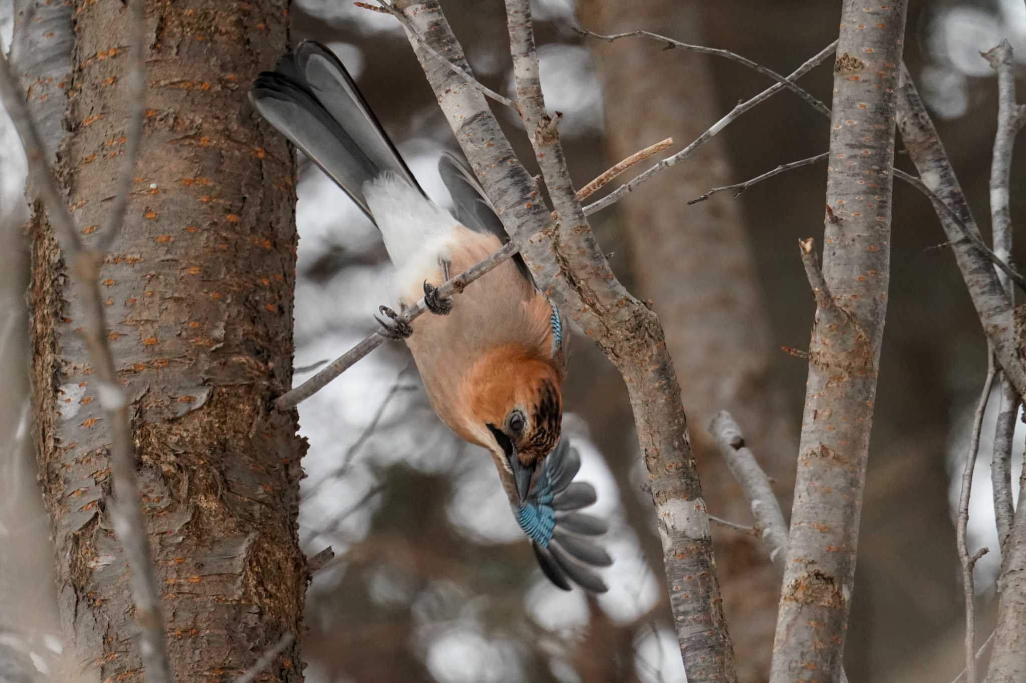 Photo of Eurasian Jay(brandtii) at 前田森林公園(札幌市) by 98_Ark (98ｱｰｸ)