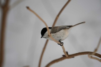 ハシブトガラ 前田森林公園(札幌市) 2024年1月2日(火)