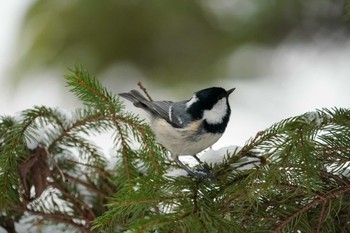 Coal Tit 前田森林公園(札幌市) Tue, 1/2/2024