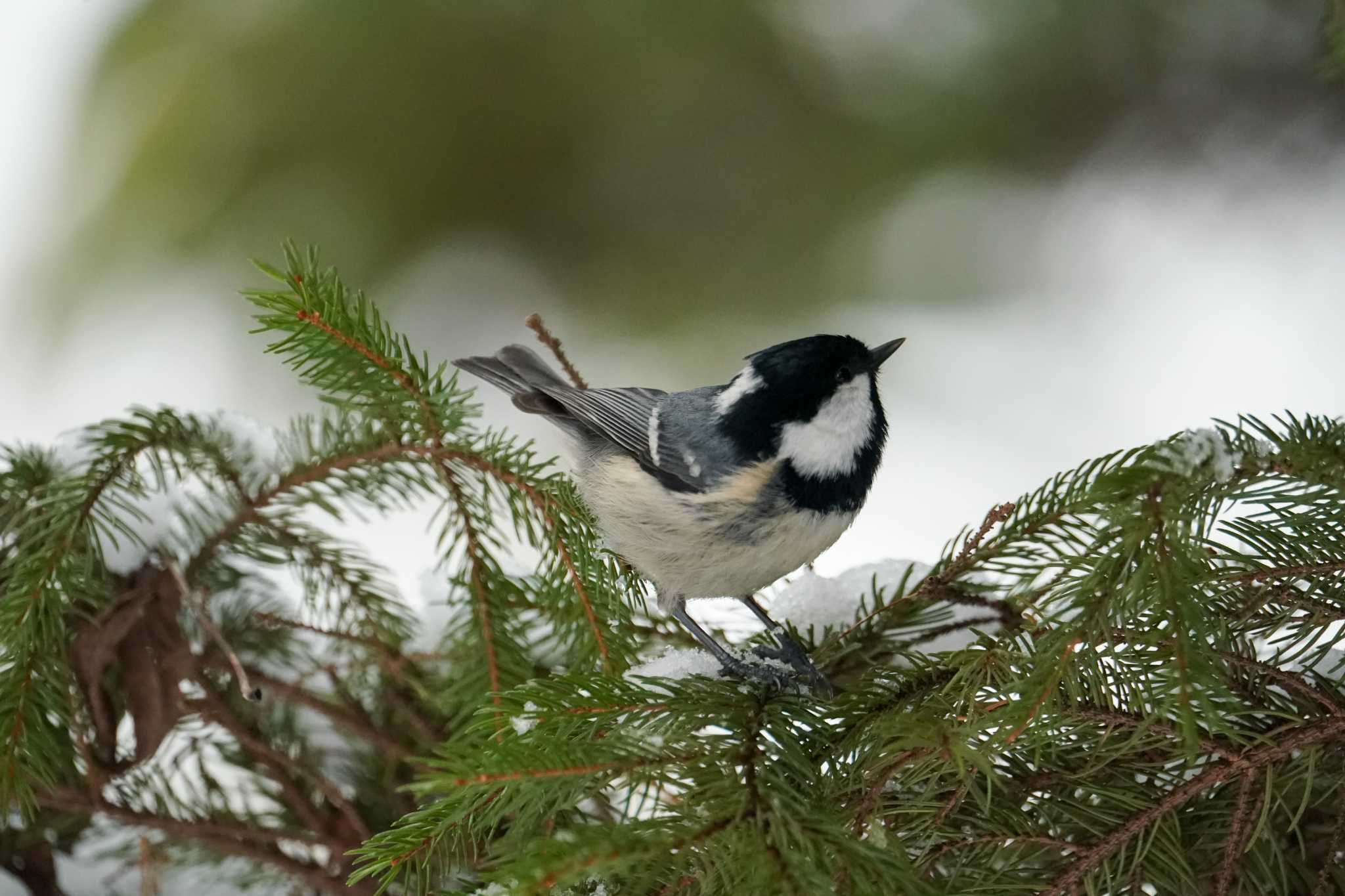 Photo of Coal Tit at 前田森林公園(札幌市) by 98_Ark (98ｱｰｸ)