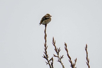 Hawfinch 前田森林公園(札幌市) Tue, 1/2/2024