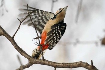 Great Spotted Woodpecker(japonicus) 前田森林公園(札幌市) Tue, 1/2/2024