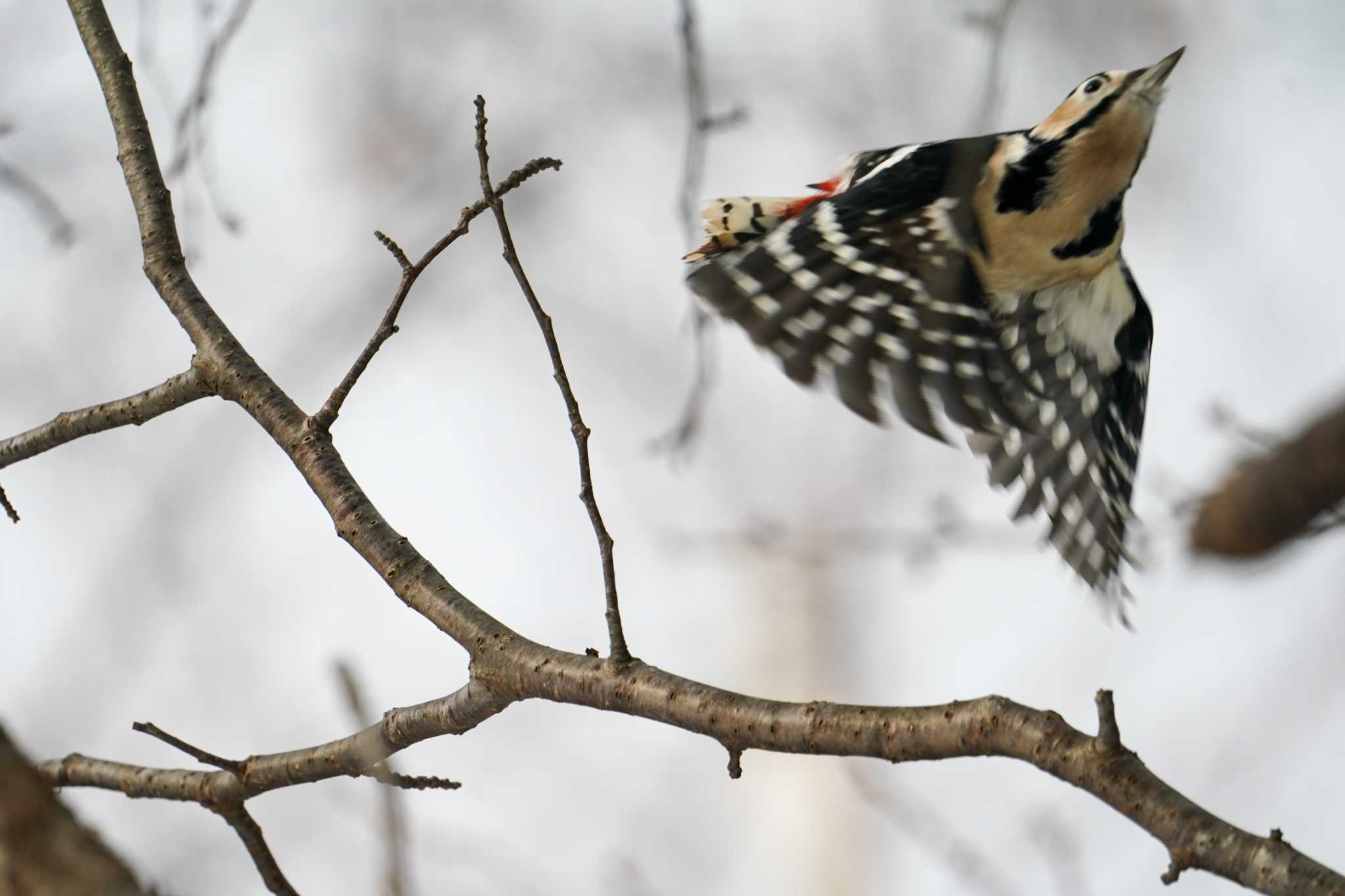 Photo of Great Spotted Woodpecker(japonicus) at 前田森林公園(札幌市) by 98_Ark (98ｱｰｸ)