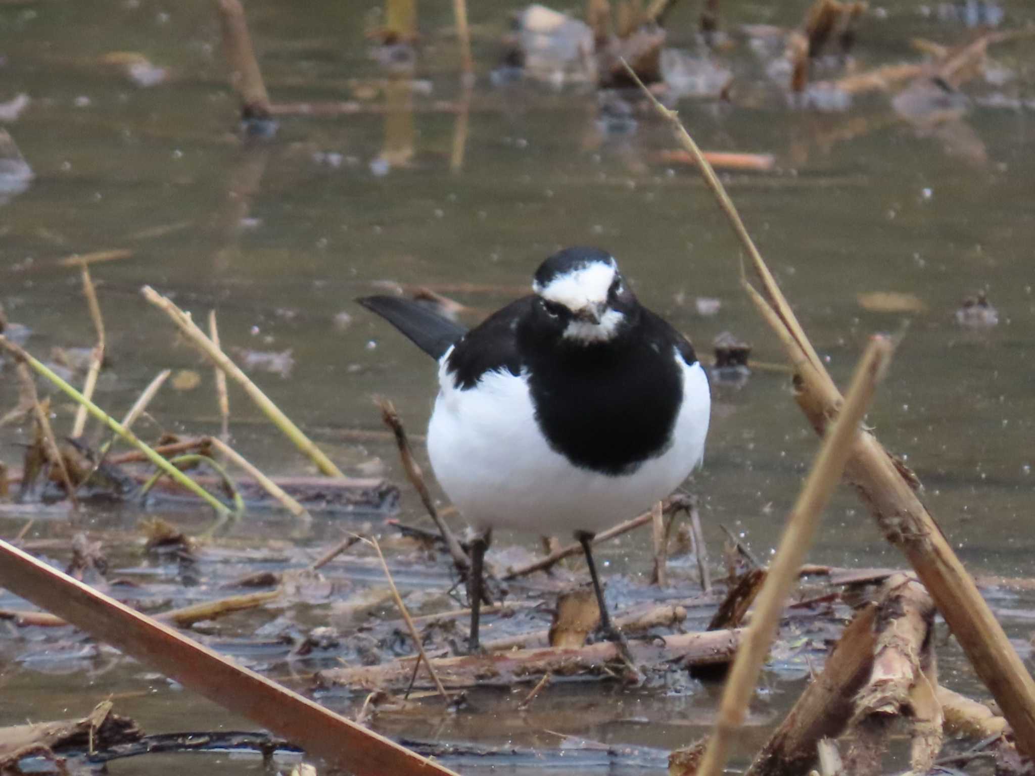 Japanese Wagtail