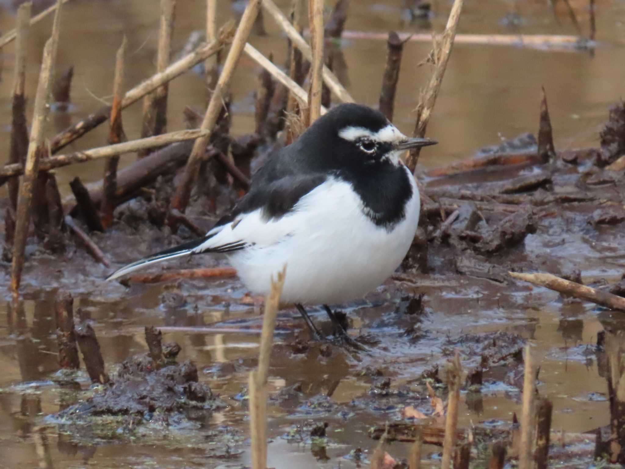 Japanese Wagtail