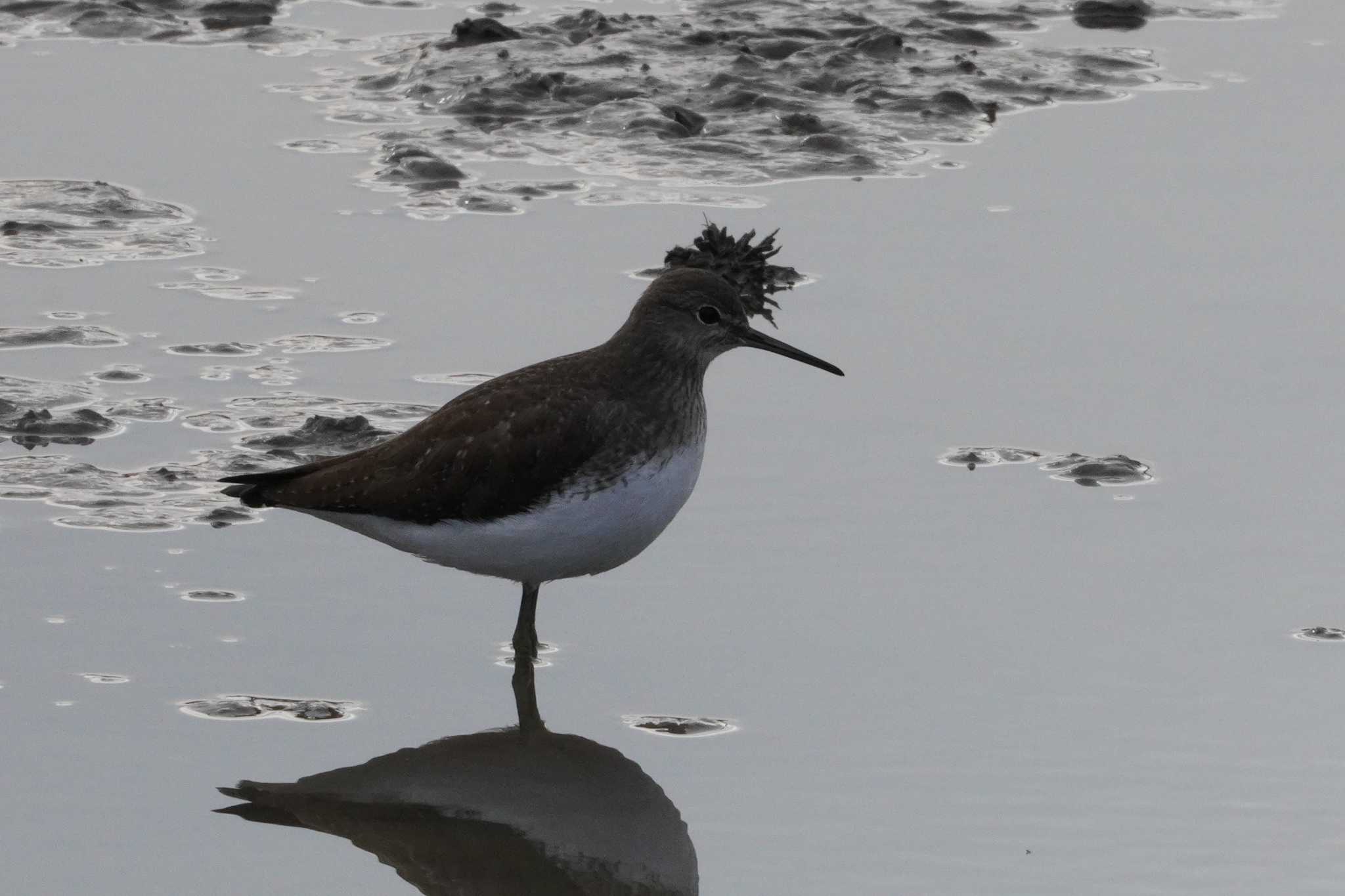 Green Sandpiper