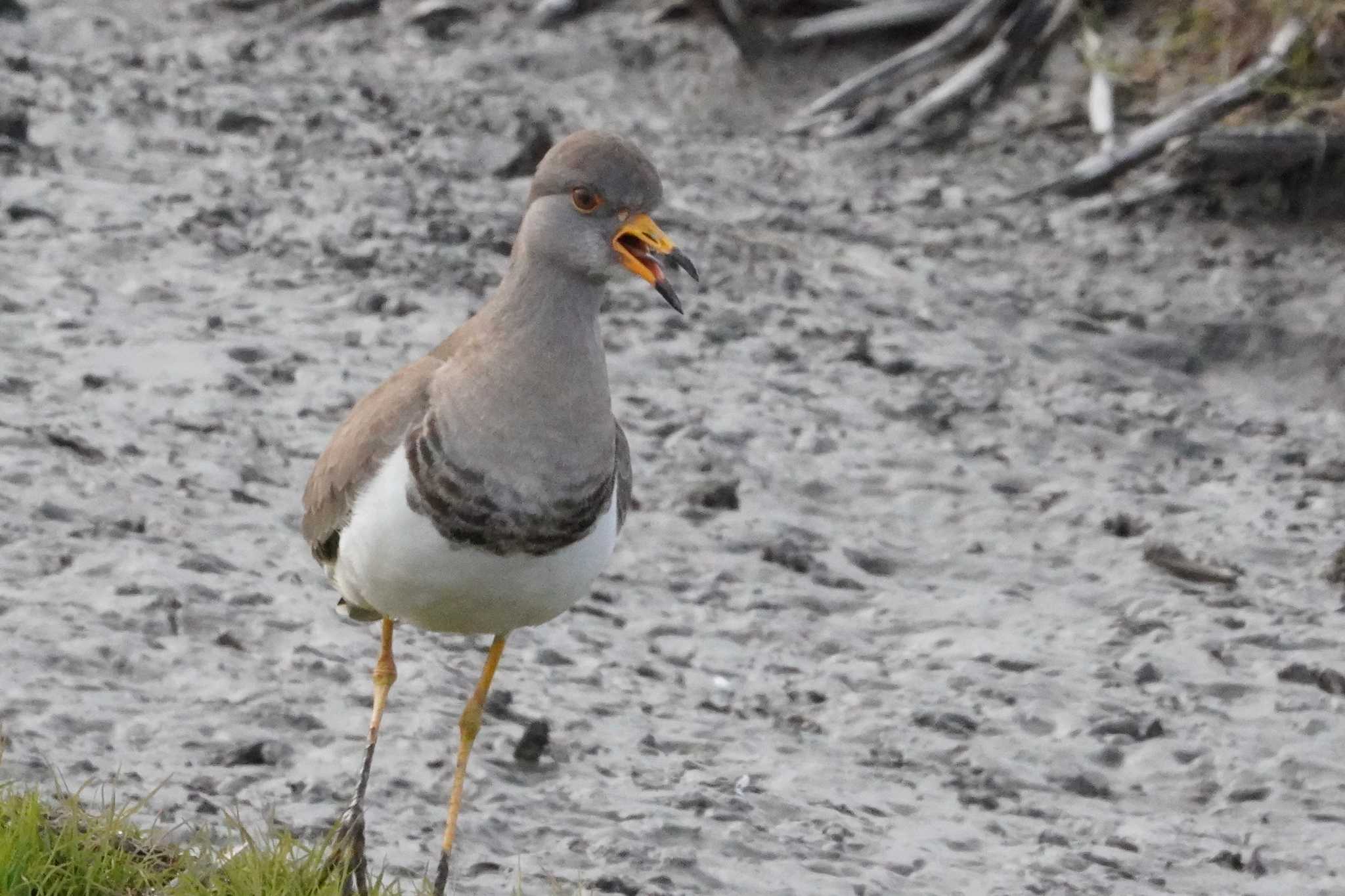 Grey-headed Lapwing