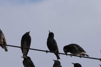 Common Starling 愛知県愛西市立田町 Fri, 12/29/2023