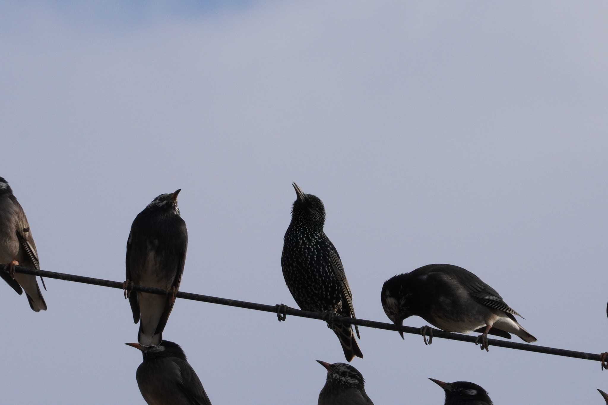 Common Starling