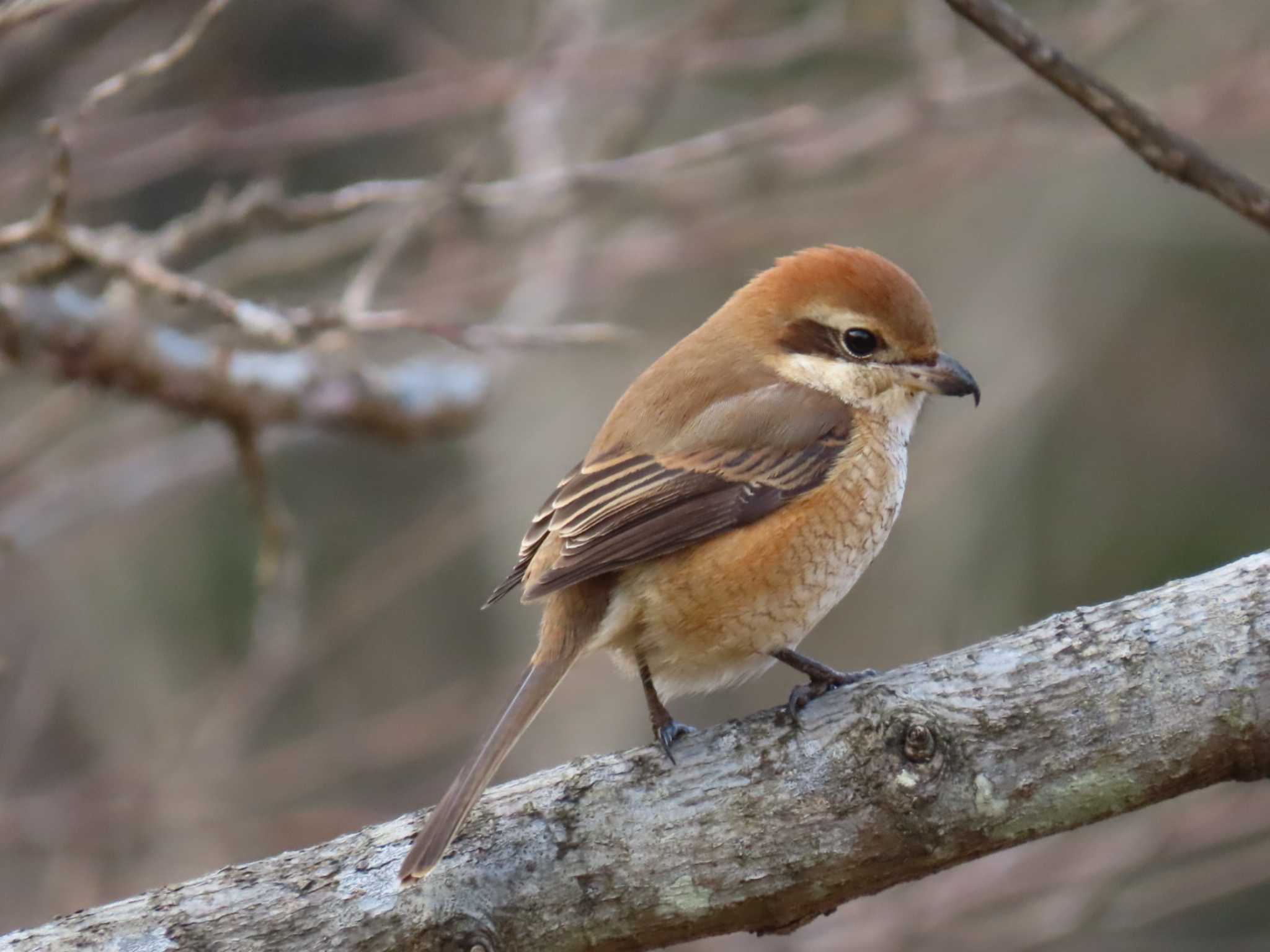 Photo of Bull-headed Shrike at Kitamoto Nature Observation Park by 十時