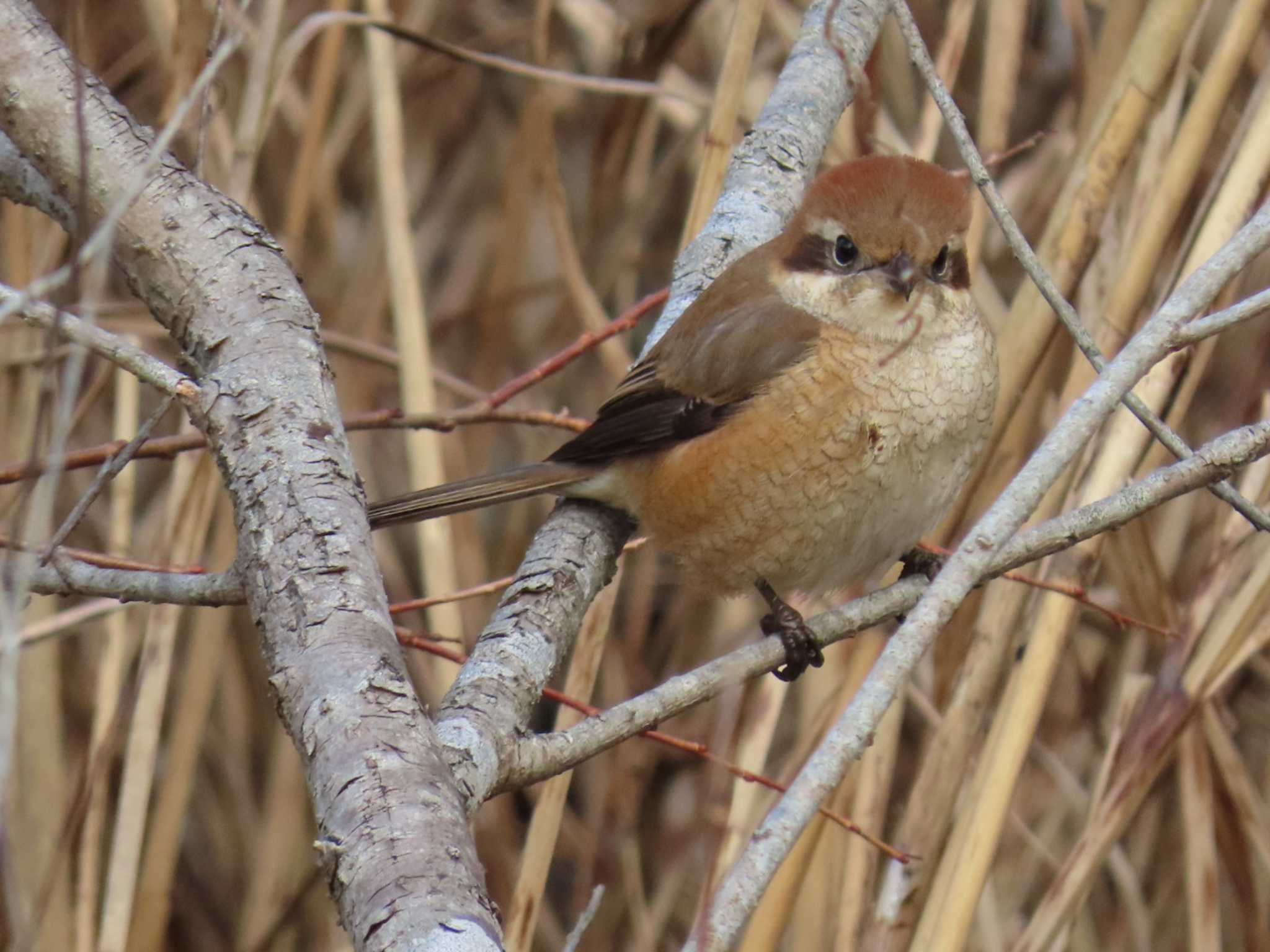 Bull-headed Shrike