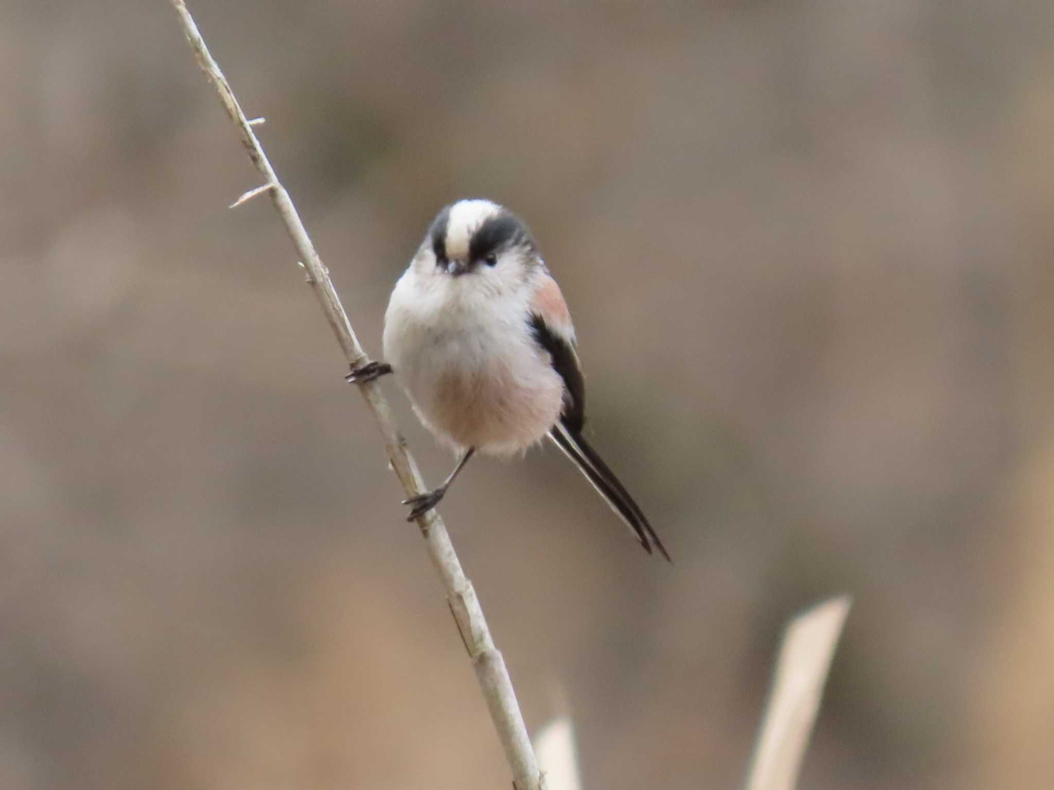 Long-tailed Tit