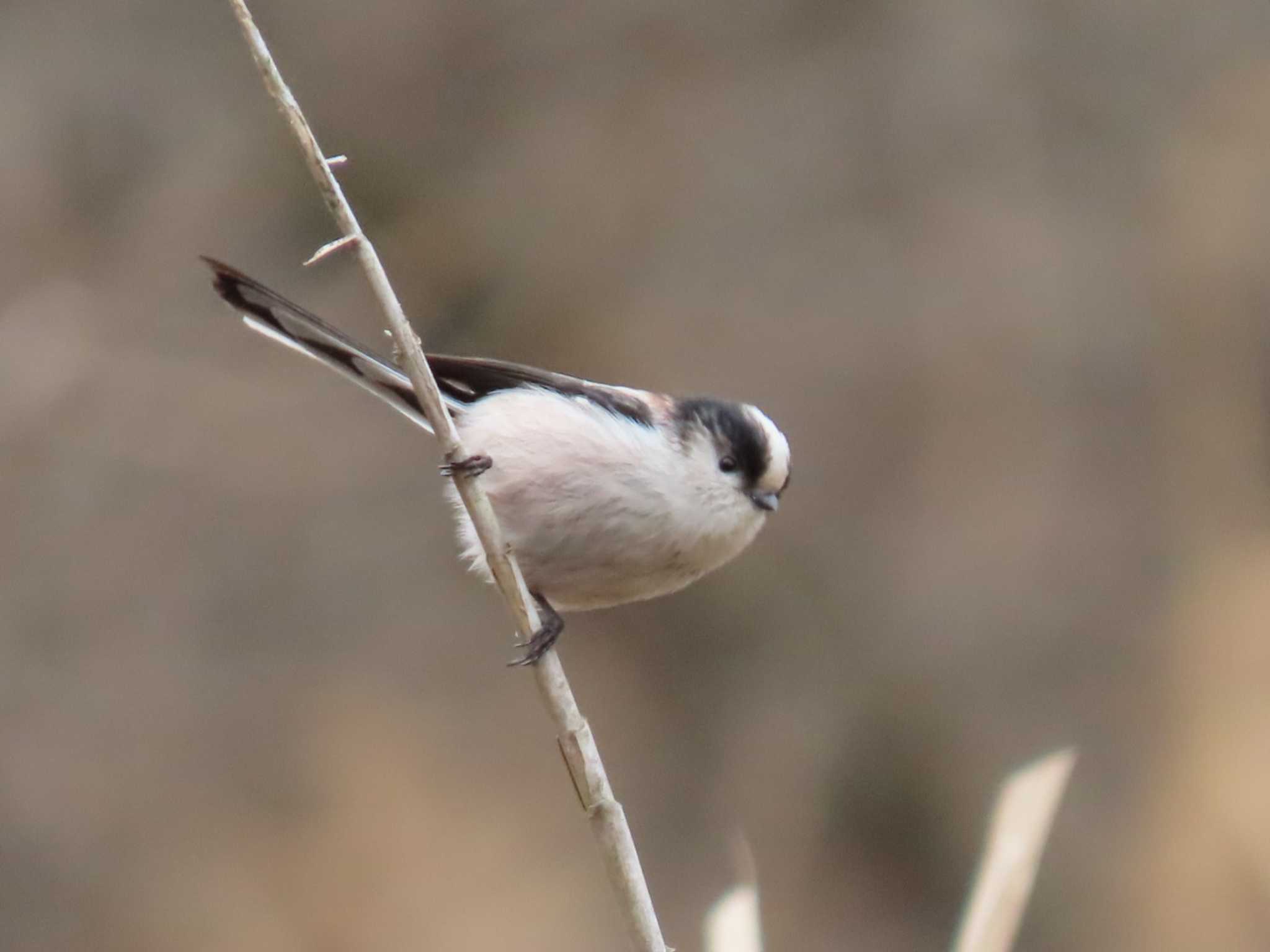 Photo of Long-tailed Tit at Kitamoto Nature Observation Park by 十時