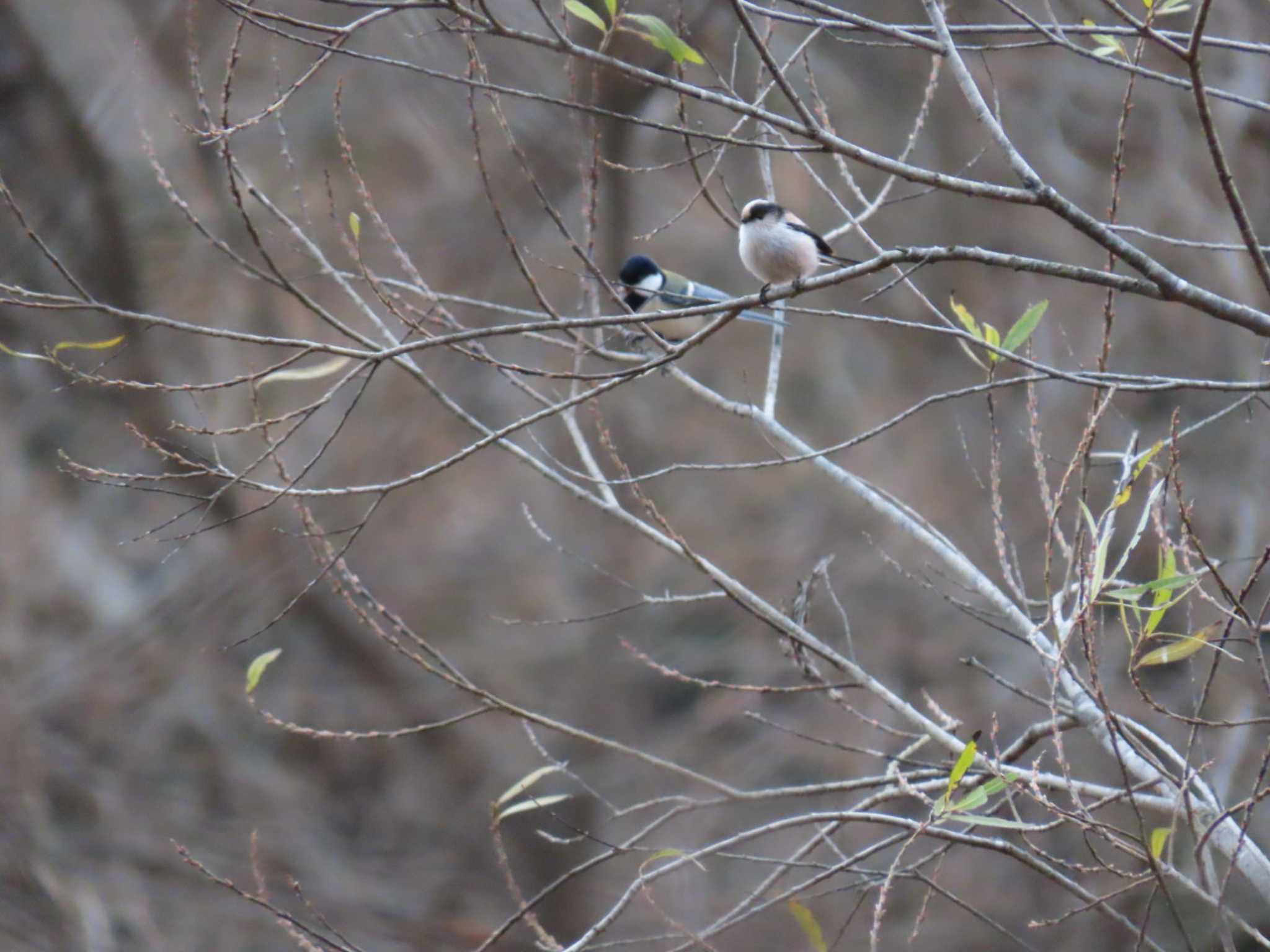 Long-tailed Tit