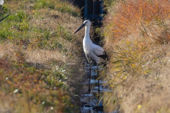 Oriental Stork Unknown Spots Mon, 1/1/2024