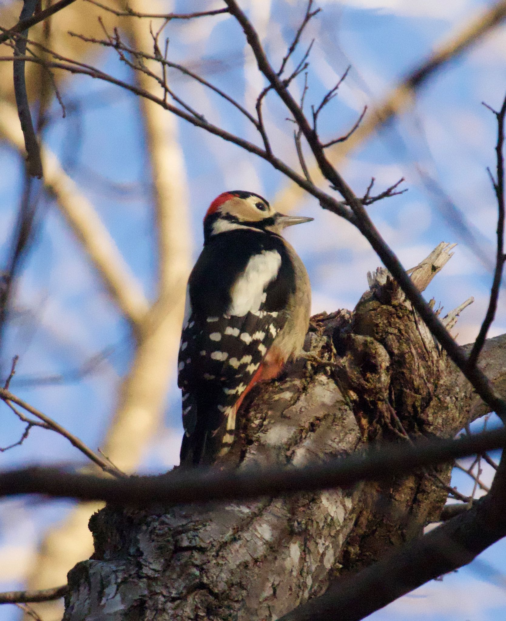 Photo of Great Spotted Woodpecker at Karuizawa wild bird forest by スキーヤー