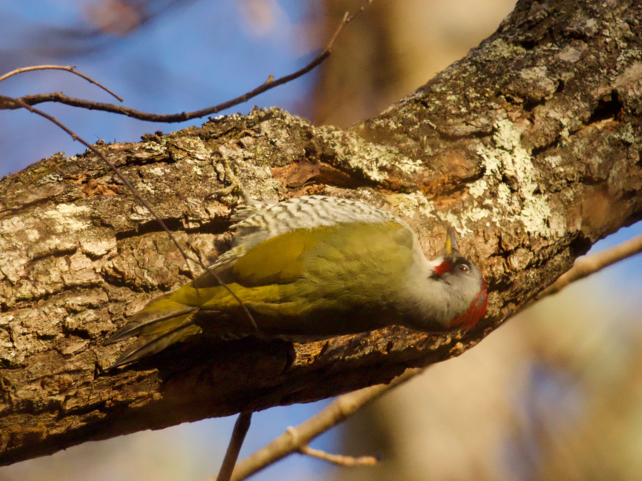 Japanese Green Woodpecker