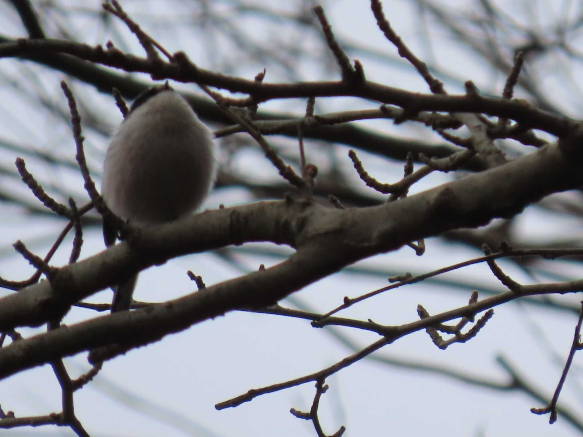 Long-tailed Tit