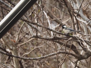 Japanese Tit 宮城県 Tue, 1/2/2024