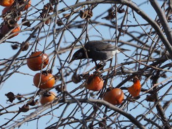 White-cheeked Starling 宮城県 Tue, 1/2/2024