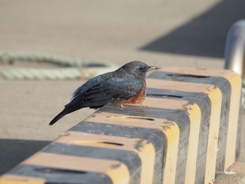 Blue Rock Thrush 宮城県 Tue, 1/2/2024