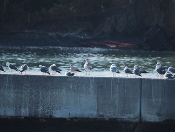 Vega Gull 宮城県 志津川 Tue, 1/2/2024