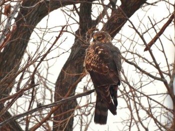 Tue, 1/2/2024 Birding report at Watarase Yusuichi (Wetland)