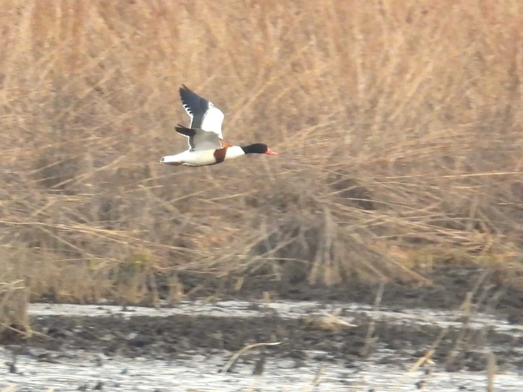 Common Shelduck