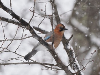 Eurasian Jay(brandtii) 北海道 Sat, 12/30/2023