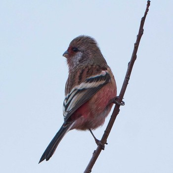 Siberian Long-tailed Rosefinch Akigase Park Tue, 1/2/2024