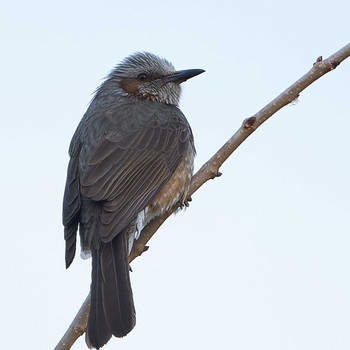 Brown-eared Bulbul Akigase Park Tue, 1/2/2024