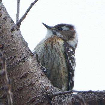 Japanese Pygmy Woodpecker Akigase Park Tue, 1/2/2024